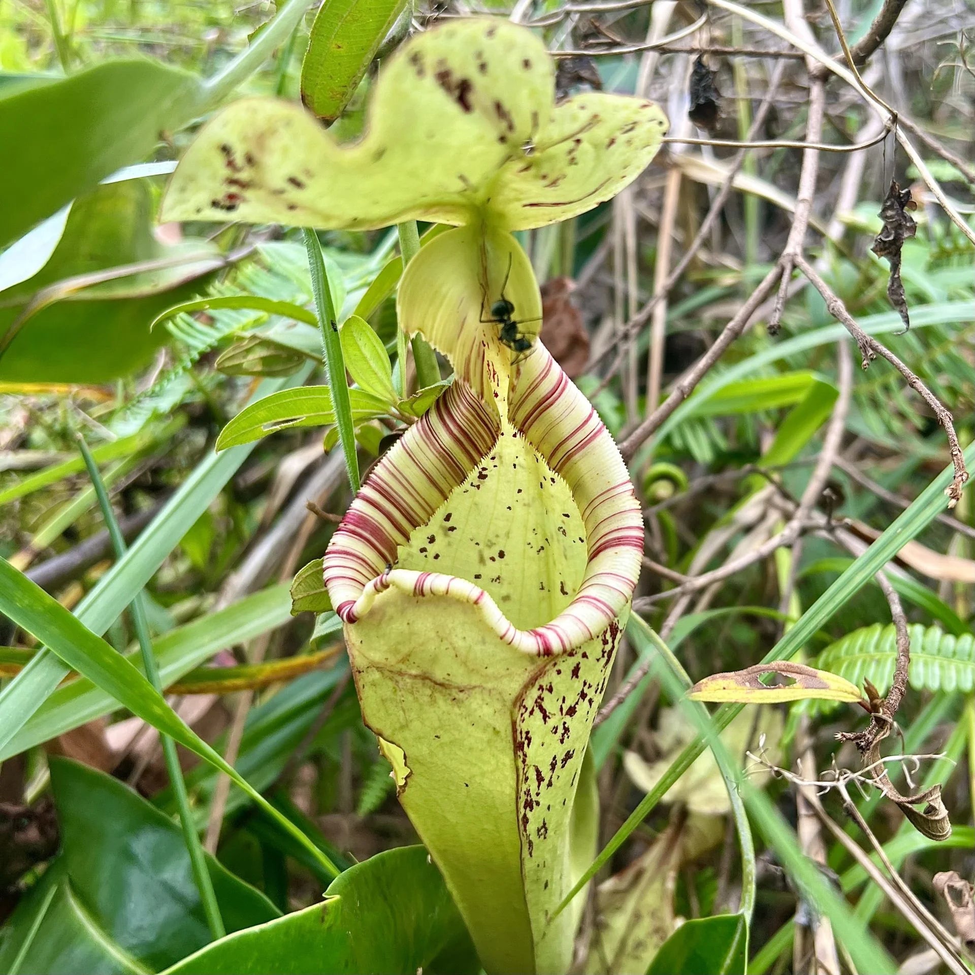 Nepenthes rafflesiana (Beaufort, Borneo) 大森食虫植物農園