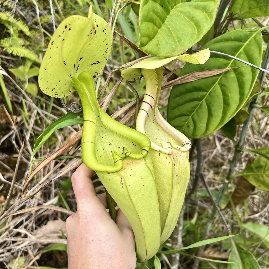 Nepenthes rafflesiana (Beaufort, Borneo) 大森食虫植物農園