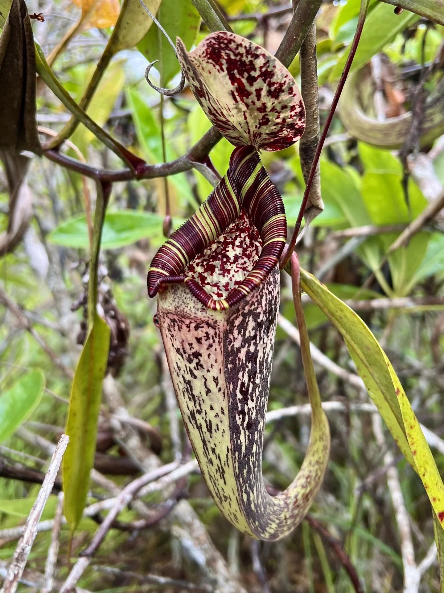Nepenthes rafflesiana (Borneo) 大森食虫植物農園