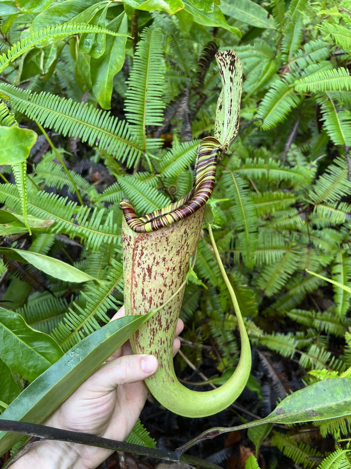 Nepenthes rafflesiana (Borneo) 大森食虫植物農園