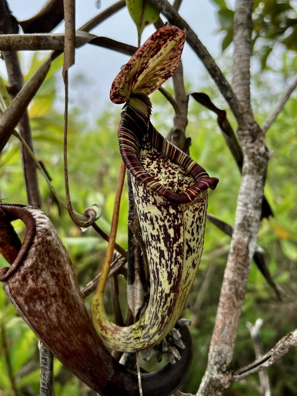 Nepenthes rafflesiana (Borneo) 大森食虫植物農園