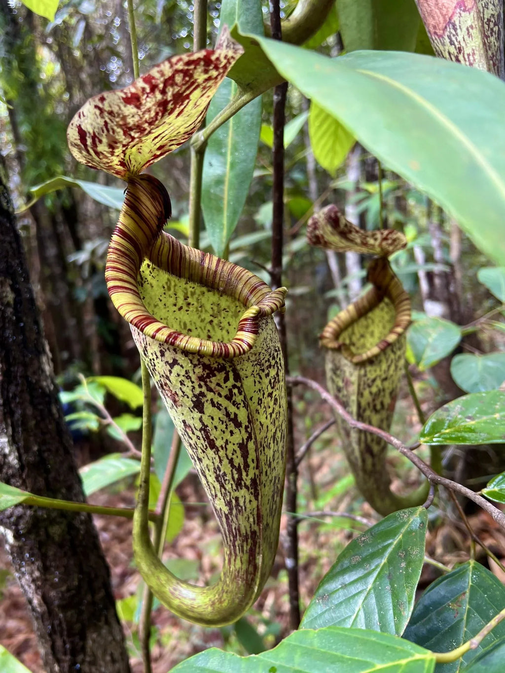 Nepenthes rafflesiana (Borneo) 大森食虫植物農園