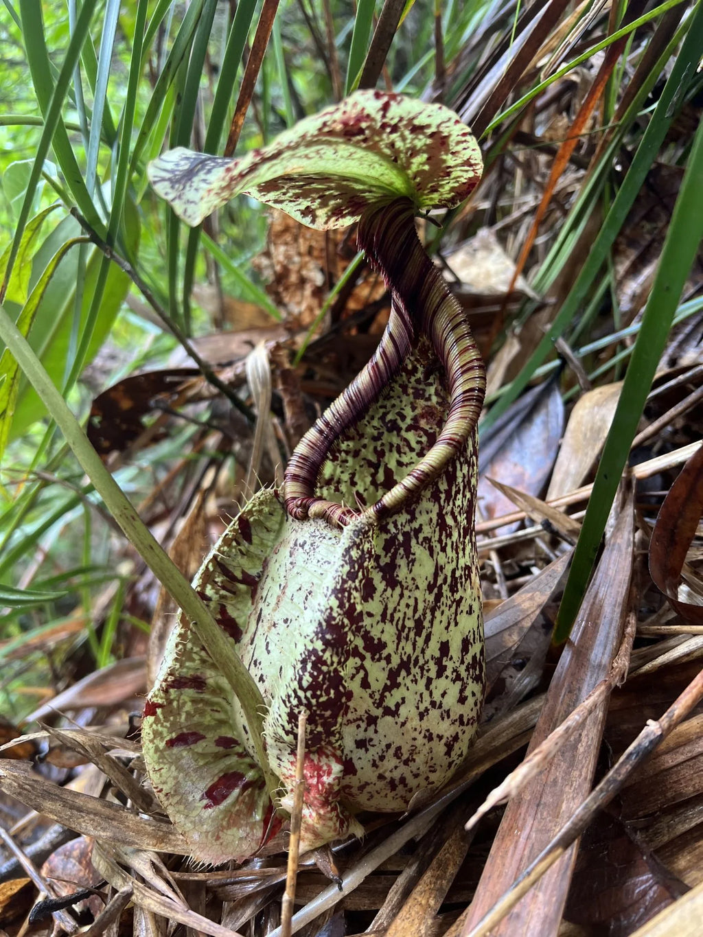 Nepenthes rafflesiana (Borneo) 大森食虫植物農園