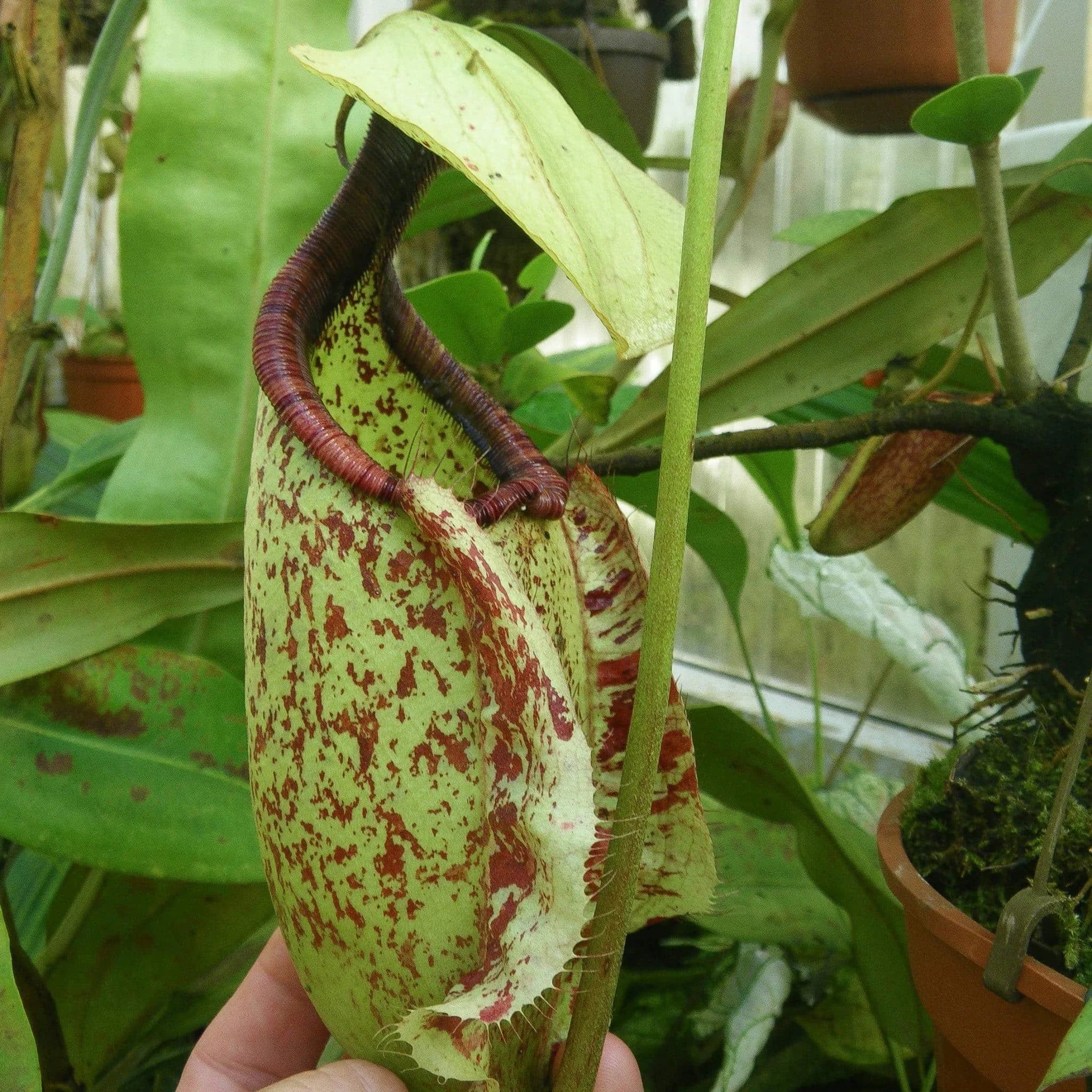 Nepenthes rafflesiana, typical form, 8-10 cm 大森食虫植物農園