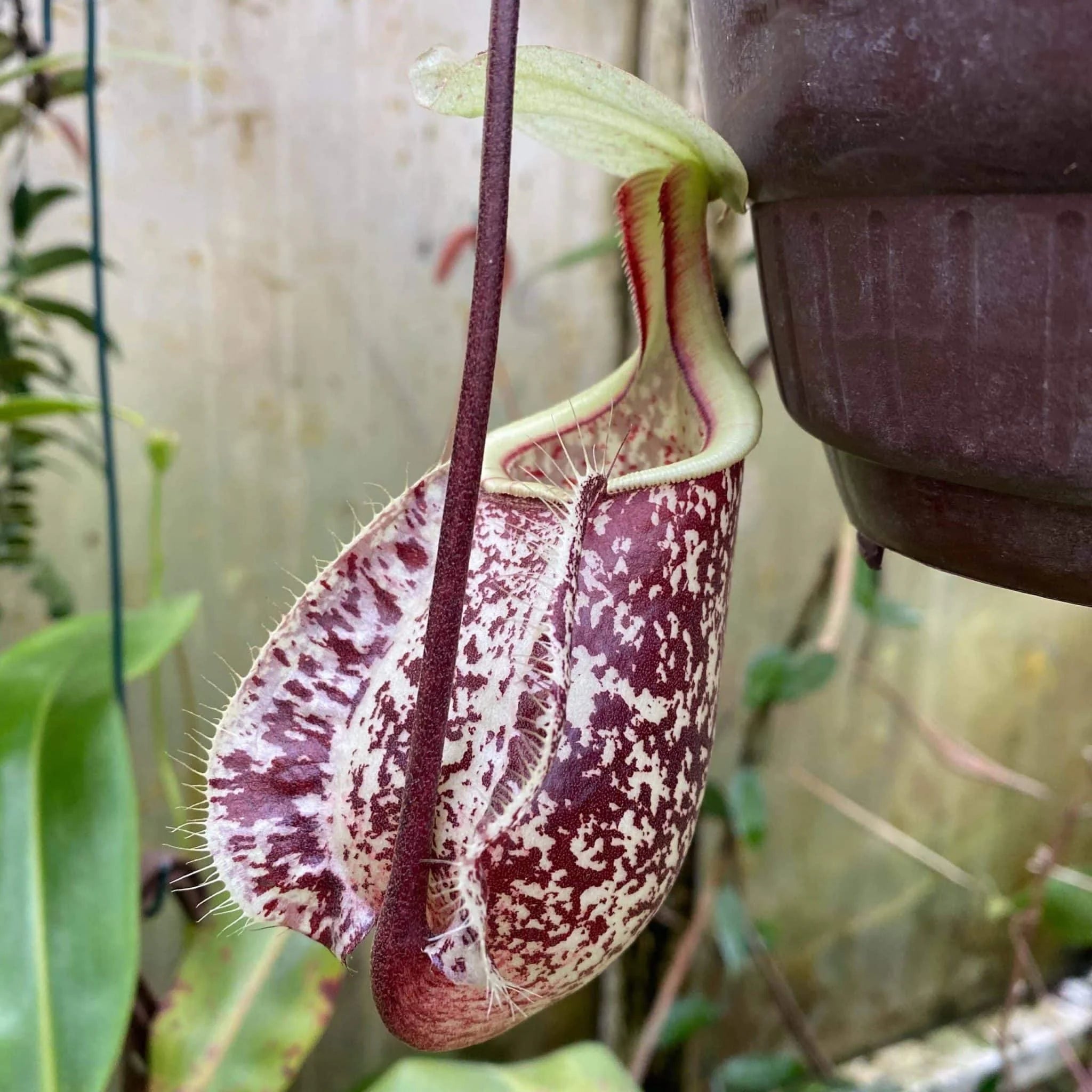Nepenthes rafflesiana, typical form, 8-10 cm 大森食虫植物農園