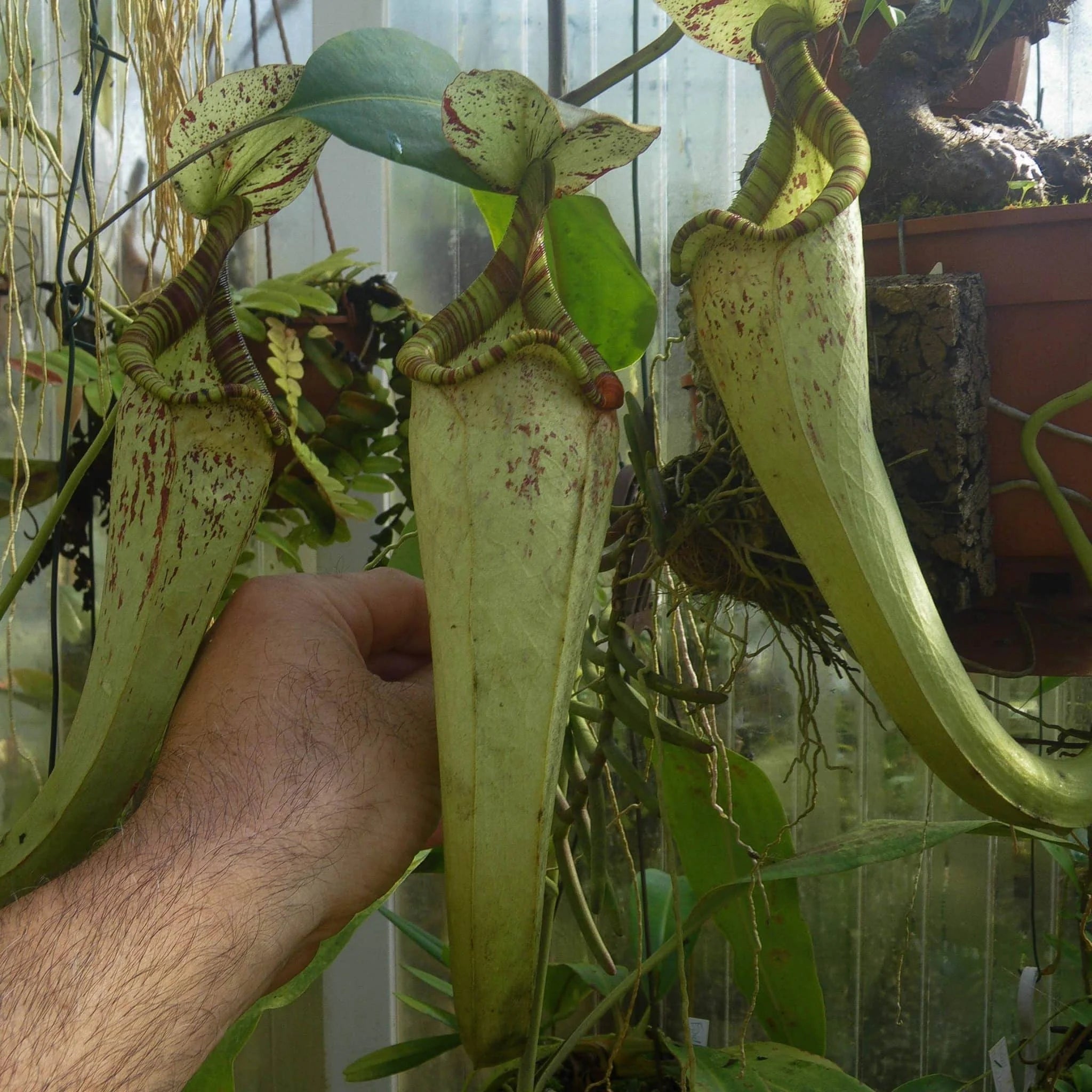 Nepenthes rafflesiana, typical form, 8-10 cm 大森食虫植物農園