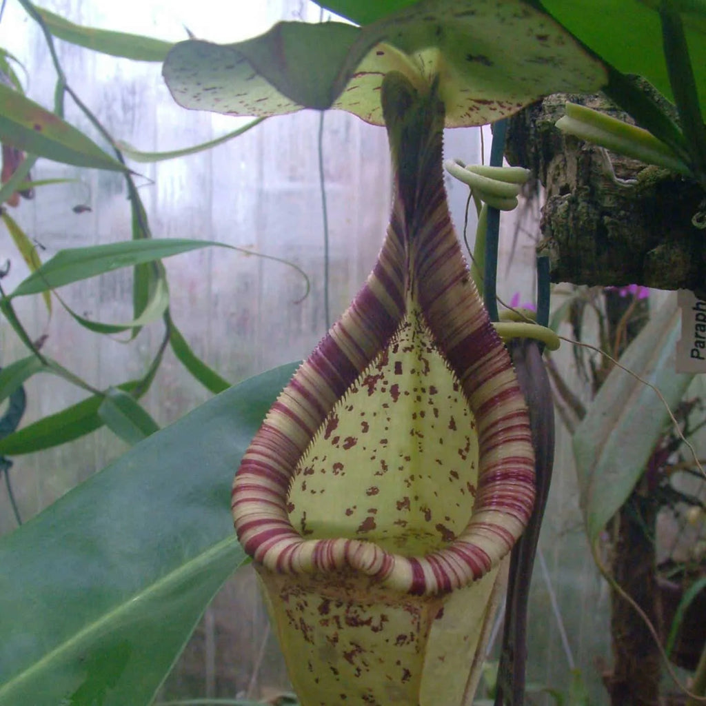 Nepenthes rafflesiana, typical form, 8-10 cm 大森食虫植物農園