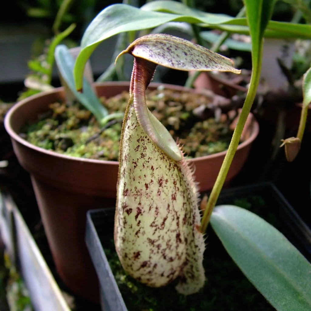 Nepenthes rafflesiana, typical form, 8-10 cm 大森食虫植物農園