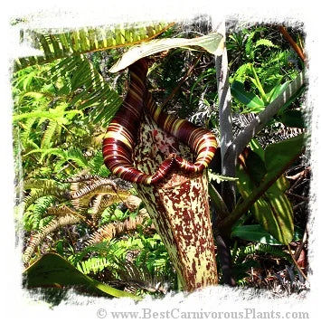 Nepenthes rafflesiana {x N. ampullaria?, Mersing, Johor, Malaysia} [BCP ID# N209, 210, 229] / 1株の苗, サイズ 4-8 cm 大森食虫植物農園