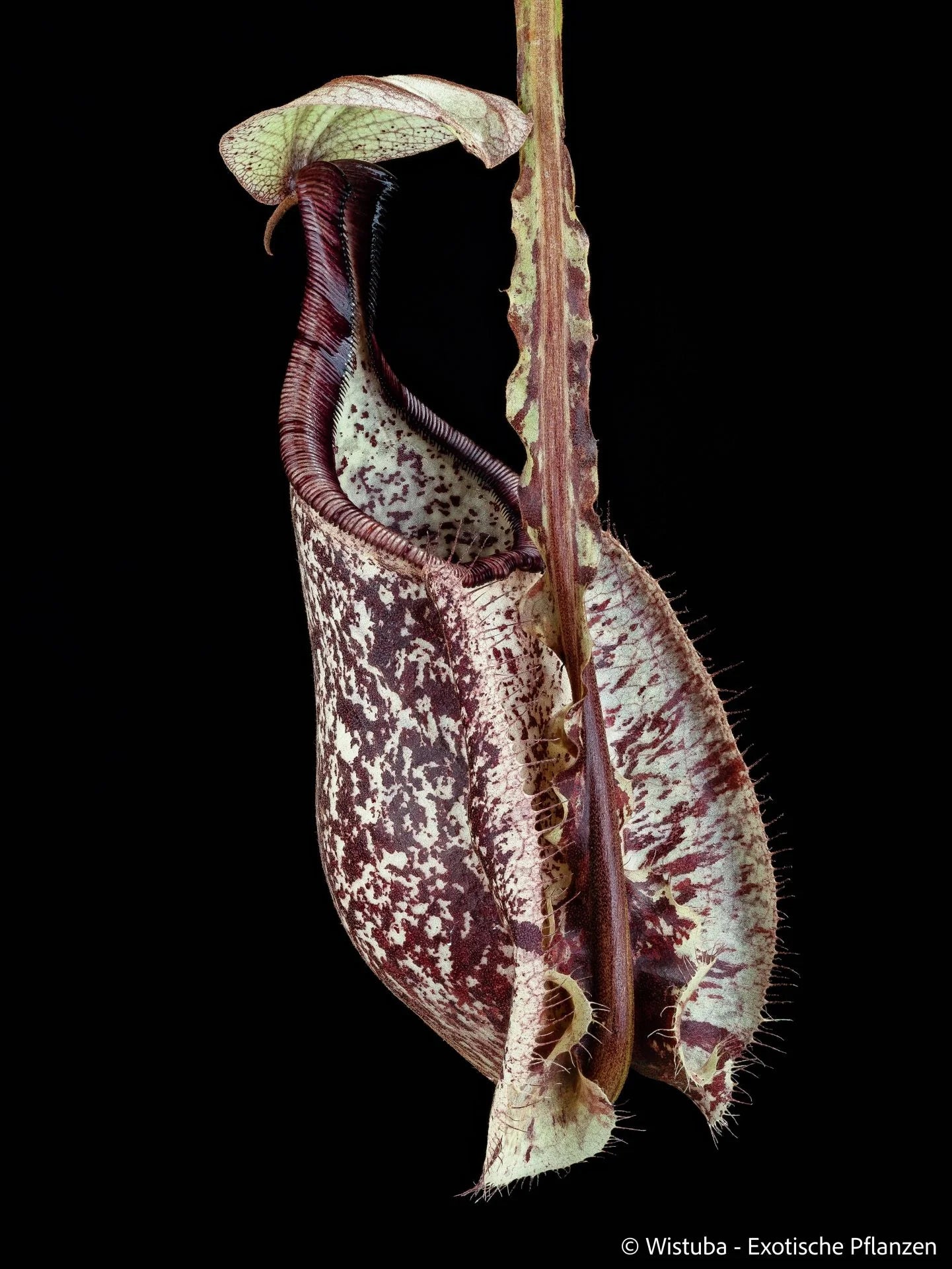 Nepenthes rafflesiana var. alata "Mizuho" 大森食虫植物農園
