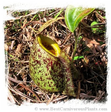 Nepenthes rafflesiana x ampullaria {west of Jale, Johor, Malaysia} [BCP ID# N234] / 1株の苗, サイズ 2-4 cm 大森食虫植物農園
