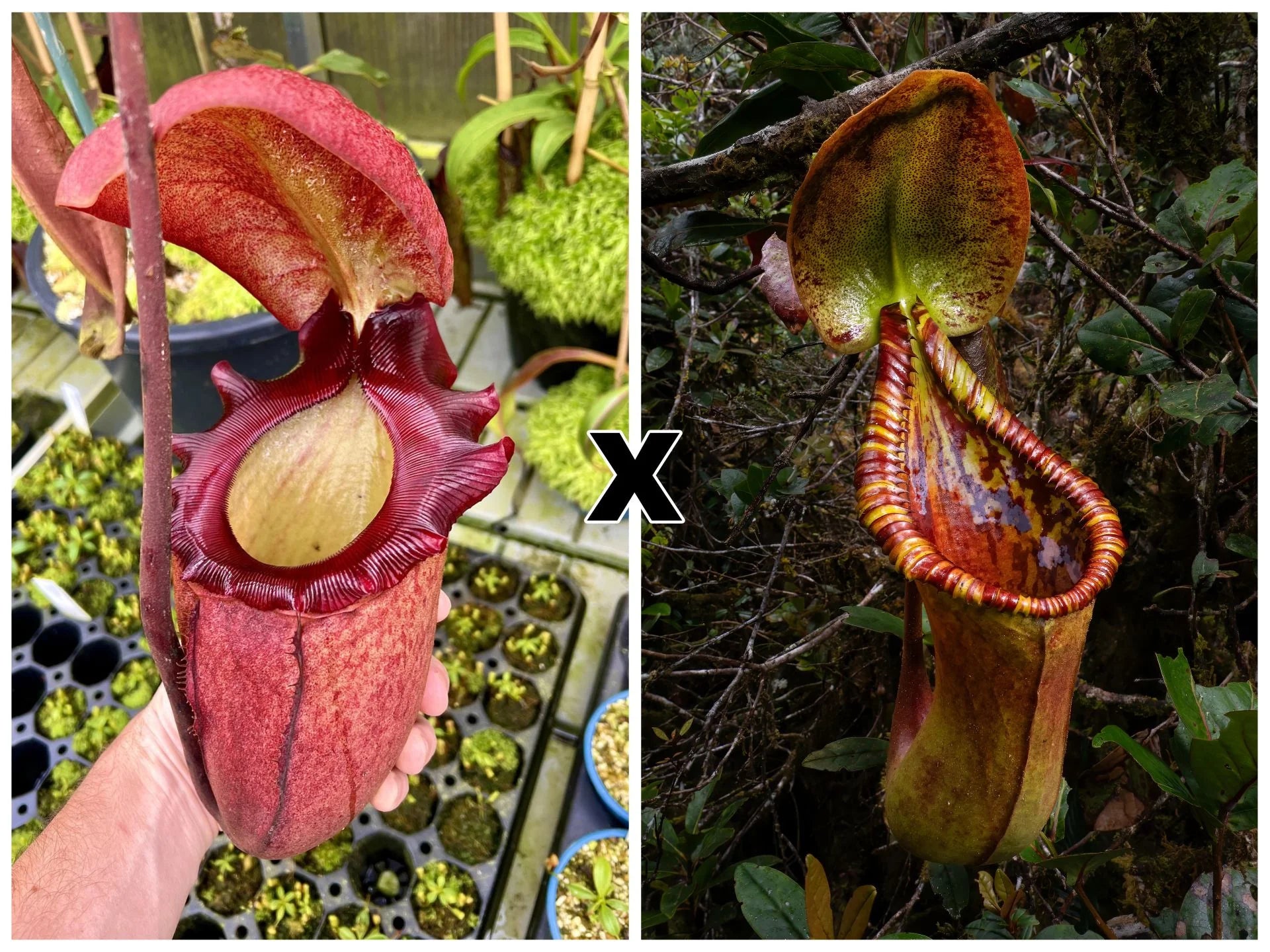 Nepenthes rajah x Trusmadiensis 大森食虫植物農園
