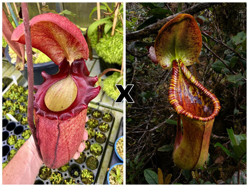 Nepenthes rajah x Trusmadiensis 大森食虫植物農園