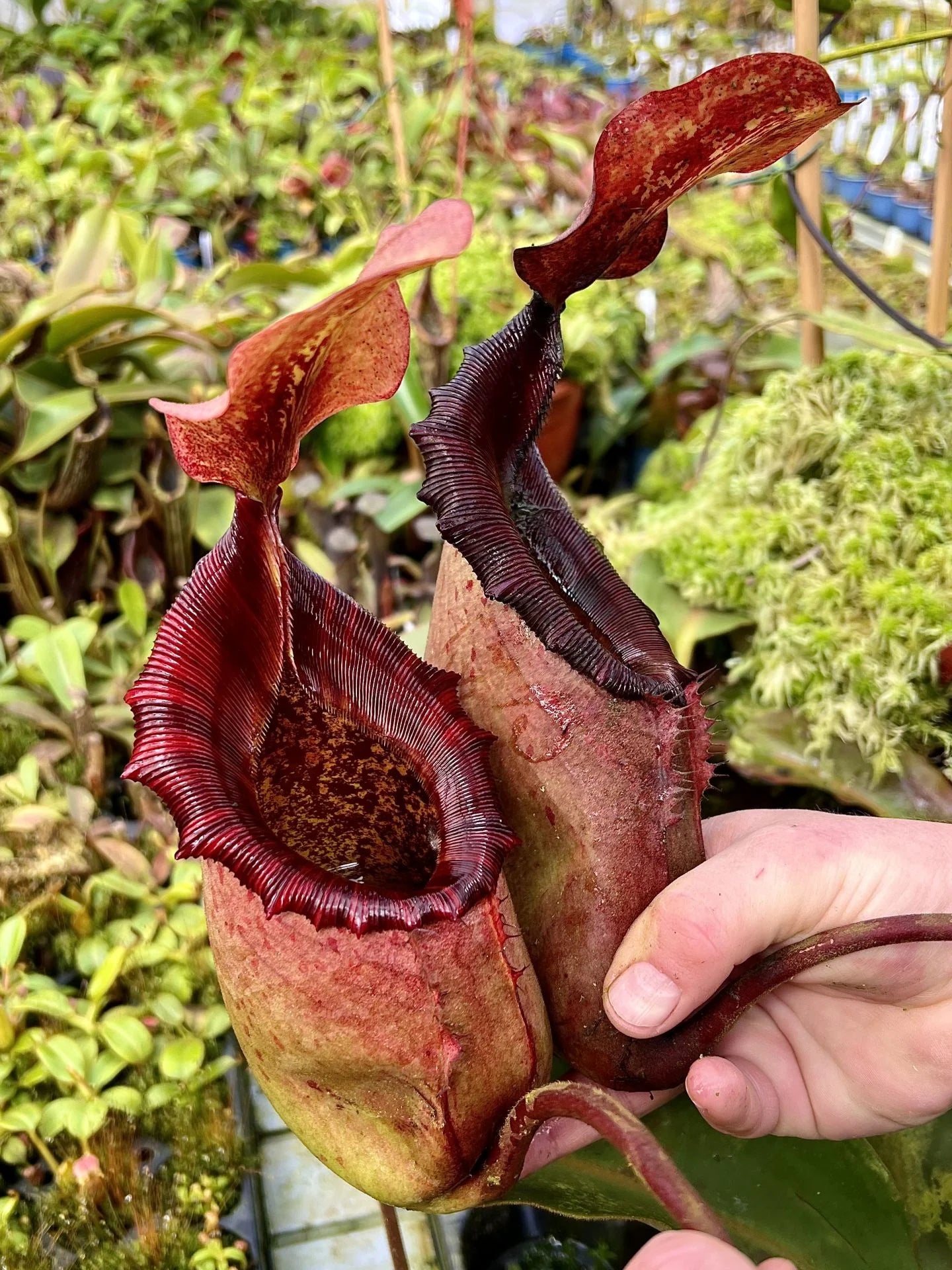 Nepenthes rajah x (lowii x veitchii) 大森食虫植物農園