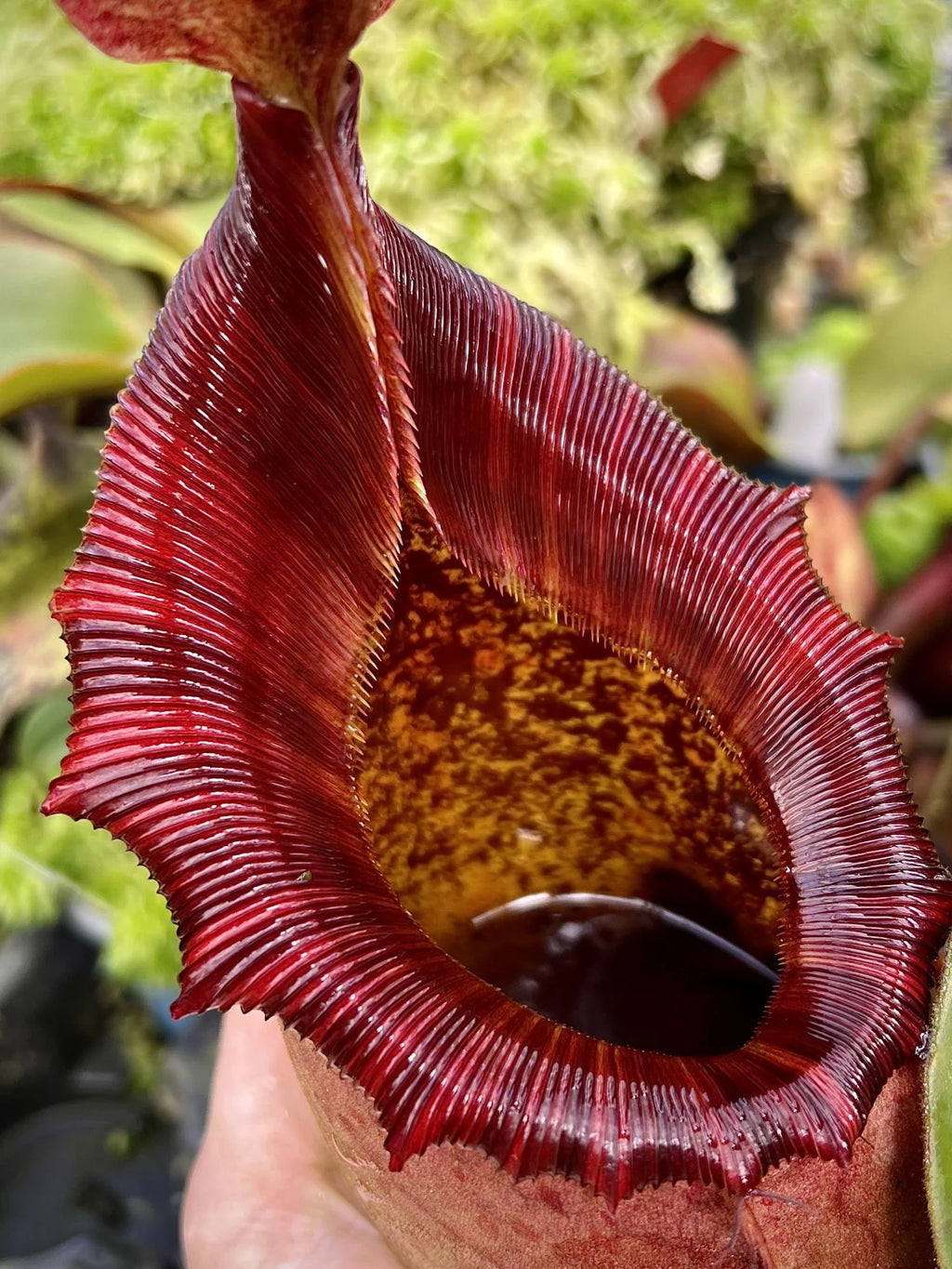 Nepenthes rajah x (lowii x veitchii) 大森食虫植物農園