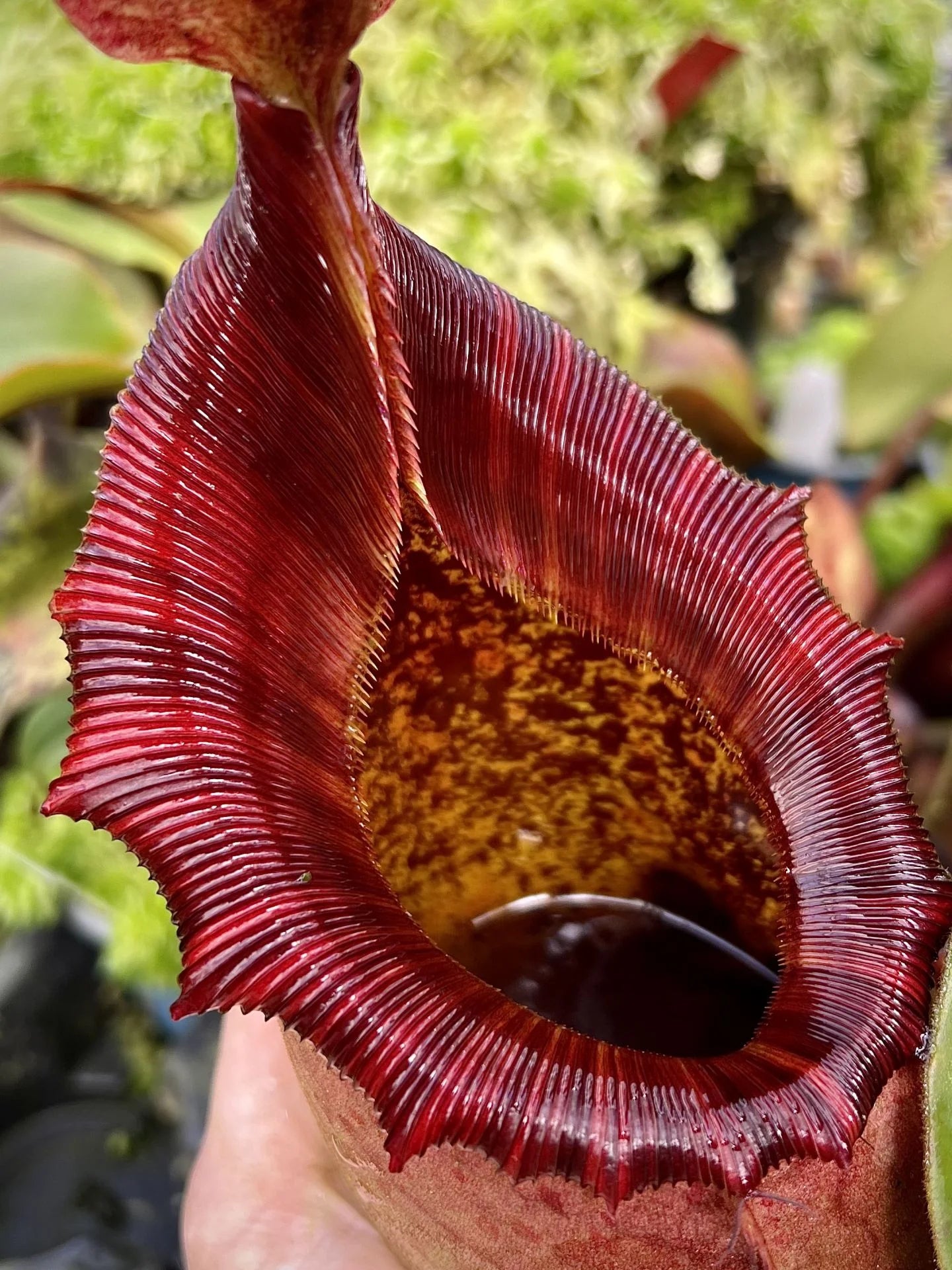 Nepenthes rajah x (lowii x veitchii) 大森食虫植物農園
