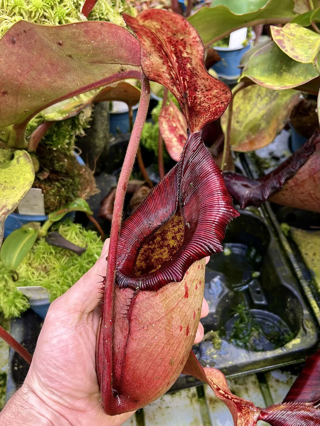 Nepenthes rajah x (lowii x veitchii) 大森食虫植物農園