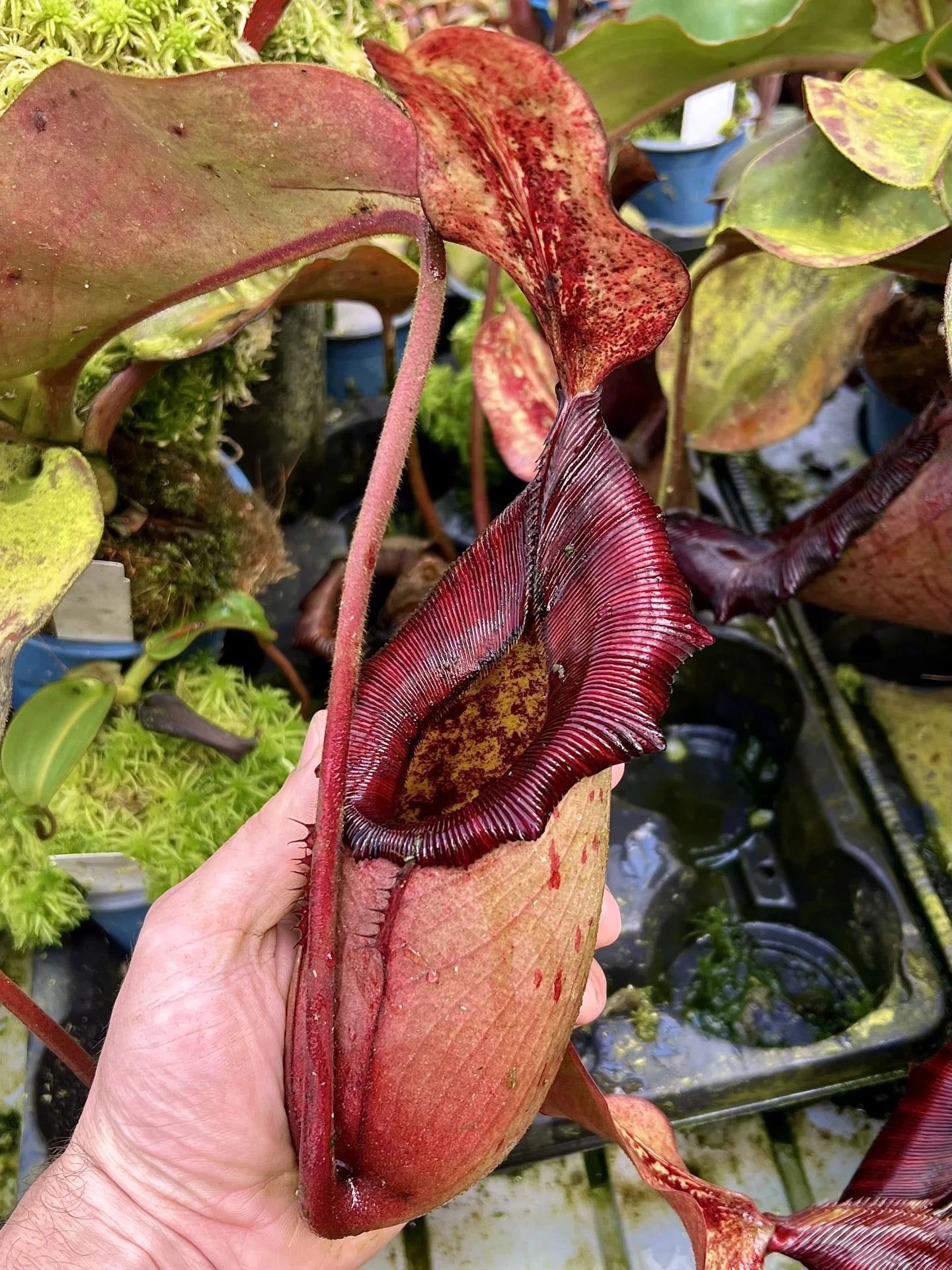 Nepenthes rajah x (lowii x veitchii) 大森食虫植物農園