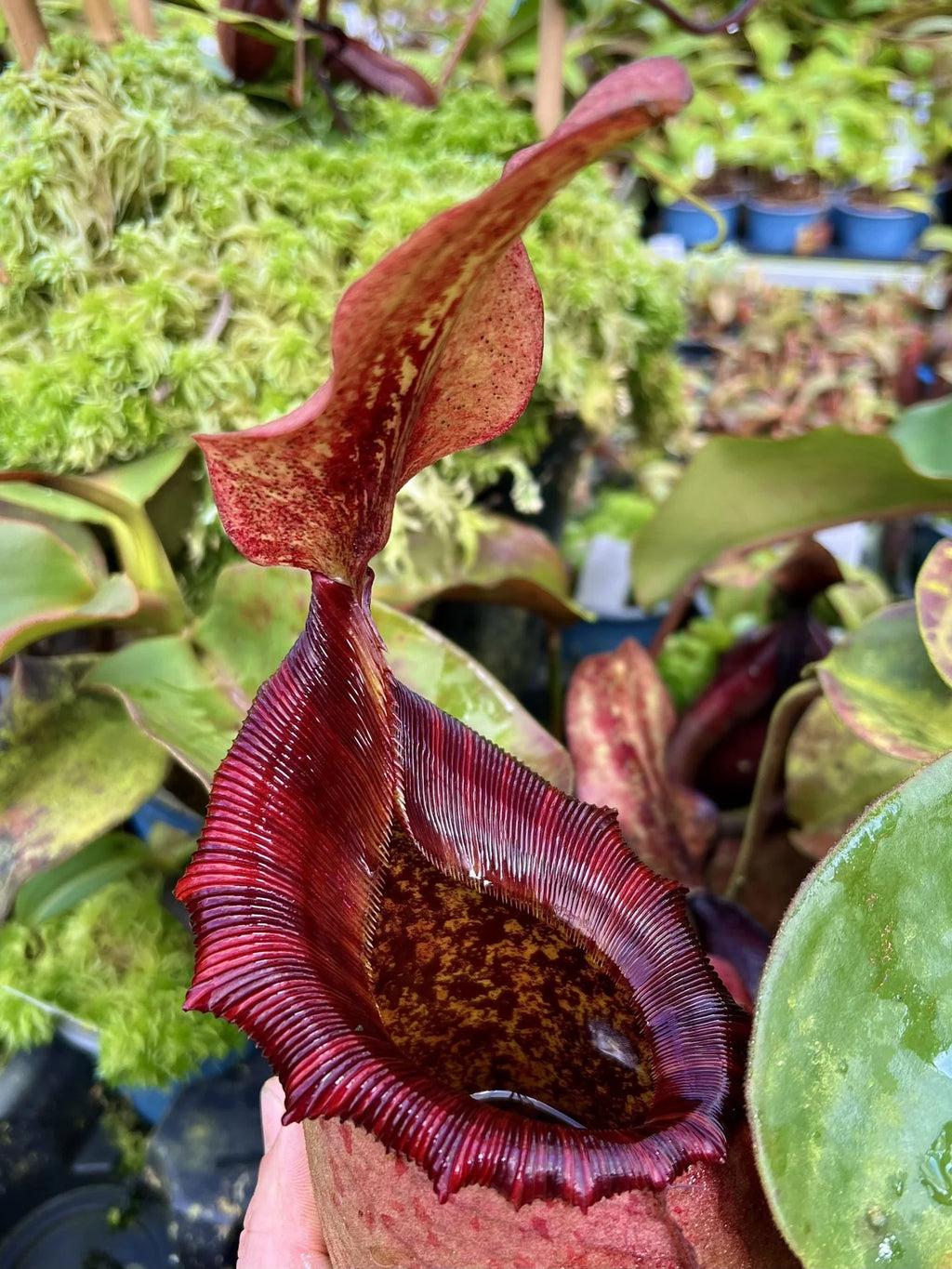 Nepenthes rajah x (lowii x veitchii) 大森食虫植物農園