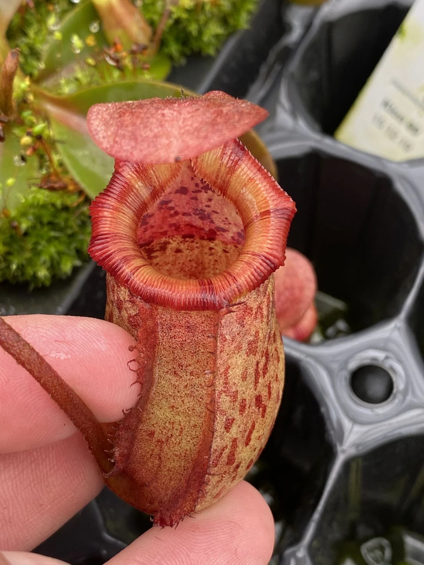 Nepenthes rajah x (lowii x veitchii) 大森食虫植物農園