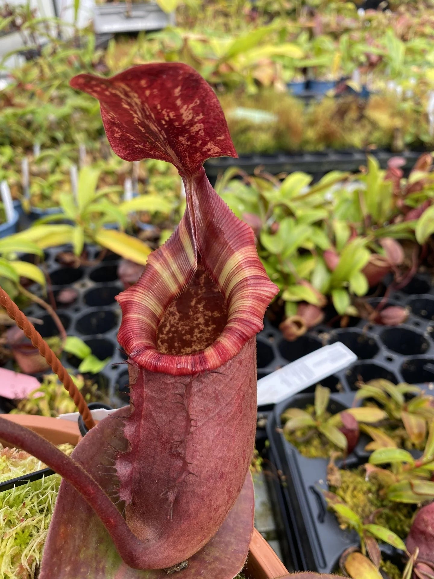 Nepenthes rajah x (lowii x veitchii) 大森食虫植物農園
