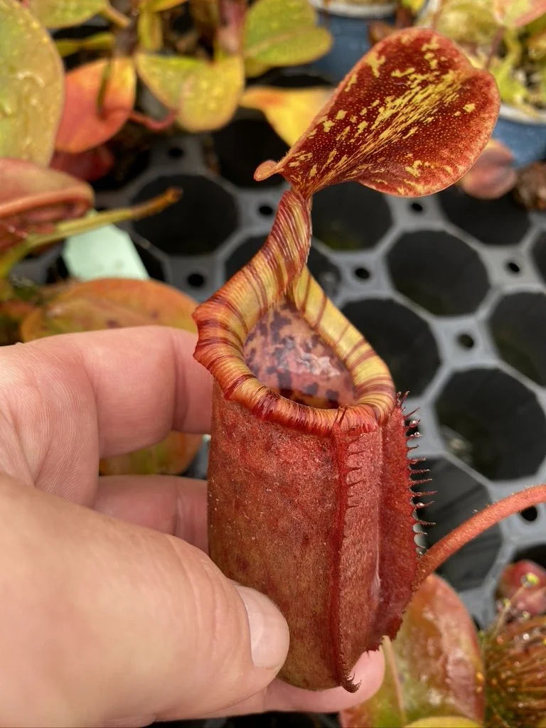 Nepenthes rajah x (lowii x veitchii) 大森食虫植物農園
