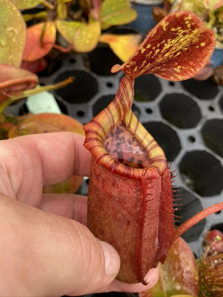 Nepenthes rajah x (lowii x veitchii) 大森食虫植物農園