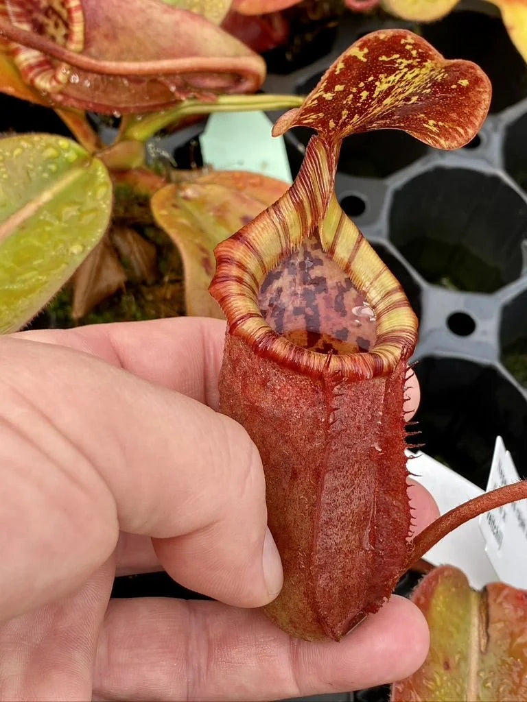 Nepenthes rajah x (lowii x veitchii) 大森食虫植物農園