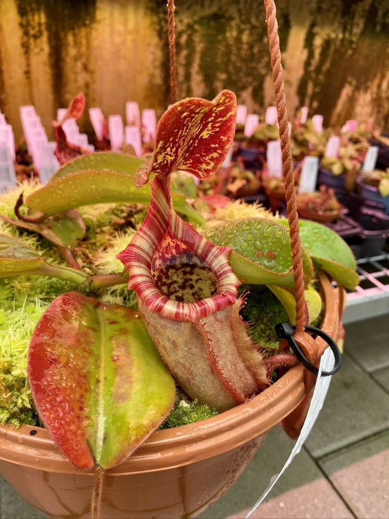 Nepenthes rajah x (lowii x veitchii) 大森食虫植物農園