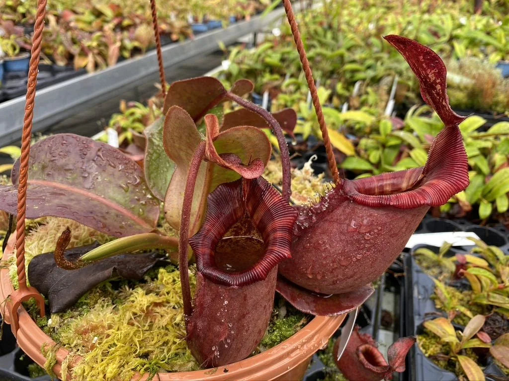Nepenthes rajah x (lowii x veitchii) 大森食虫植物農園