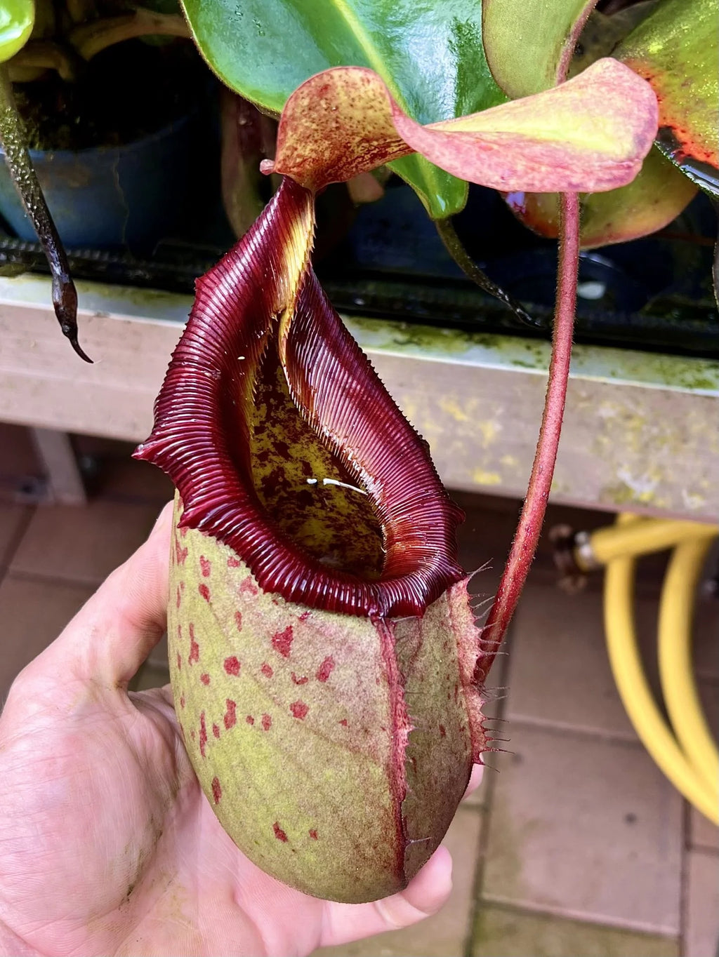 Nepenthes rajah x (lowii x veitchii) 大森食虫植物農園
