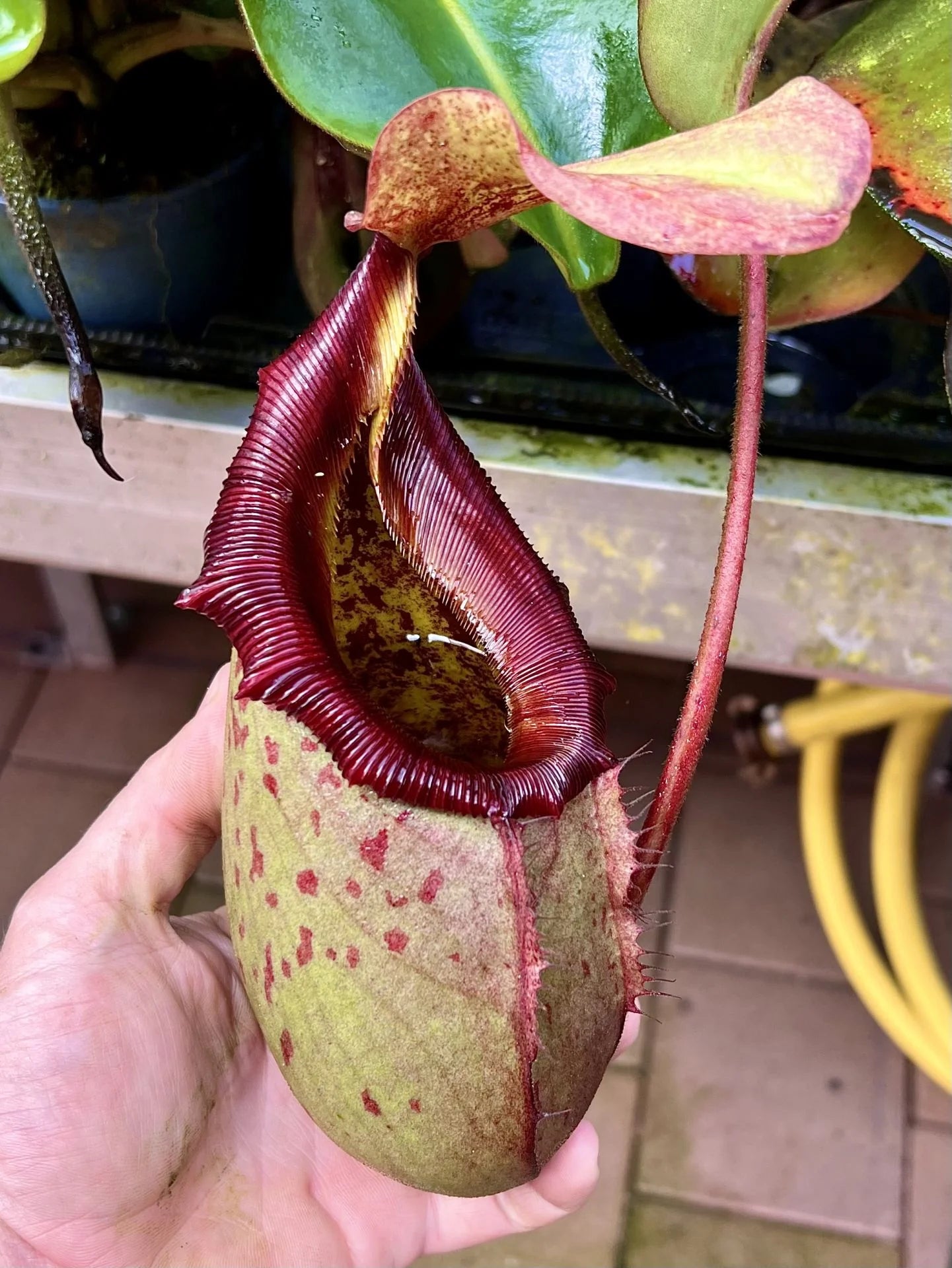 Nepenthes rajah x (lowii x veitchii) 大森食虫植物農園