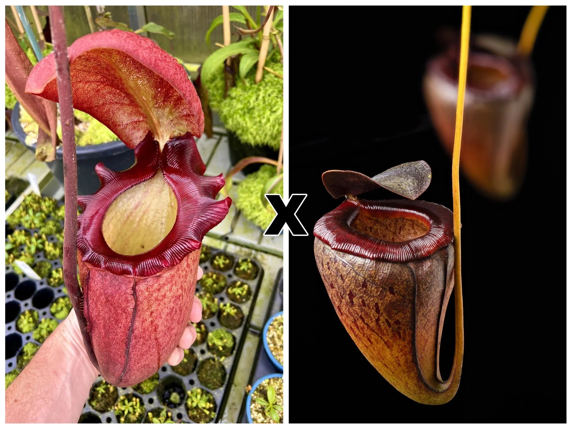 Nepenthes rajah x tenuis 大森食虫植物農園