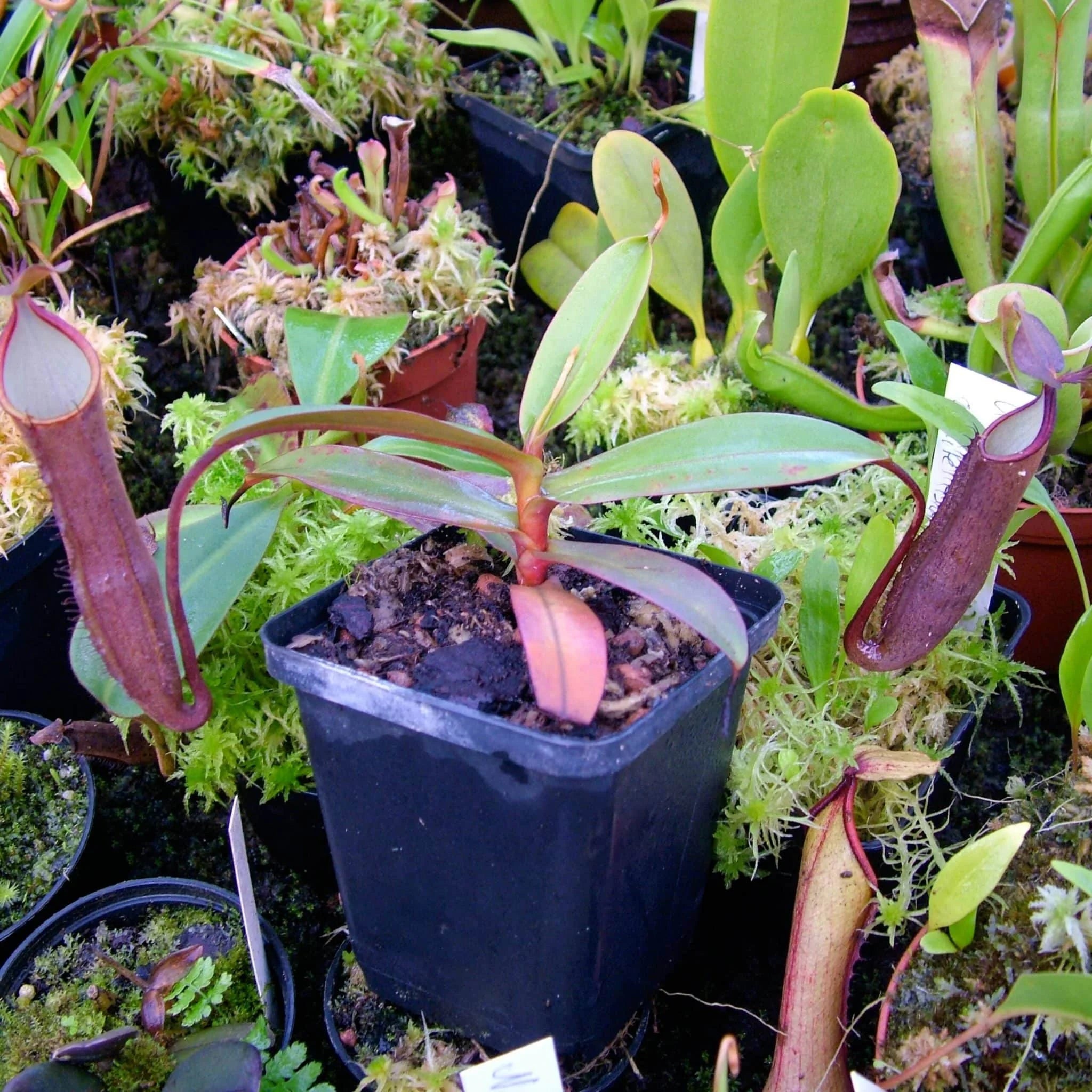 Nepenthes ramispina, Genting Highlands, 8-10 cm 大森食虫植物農園