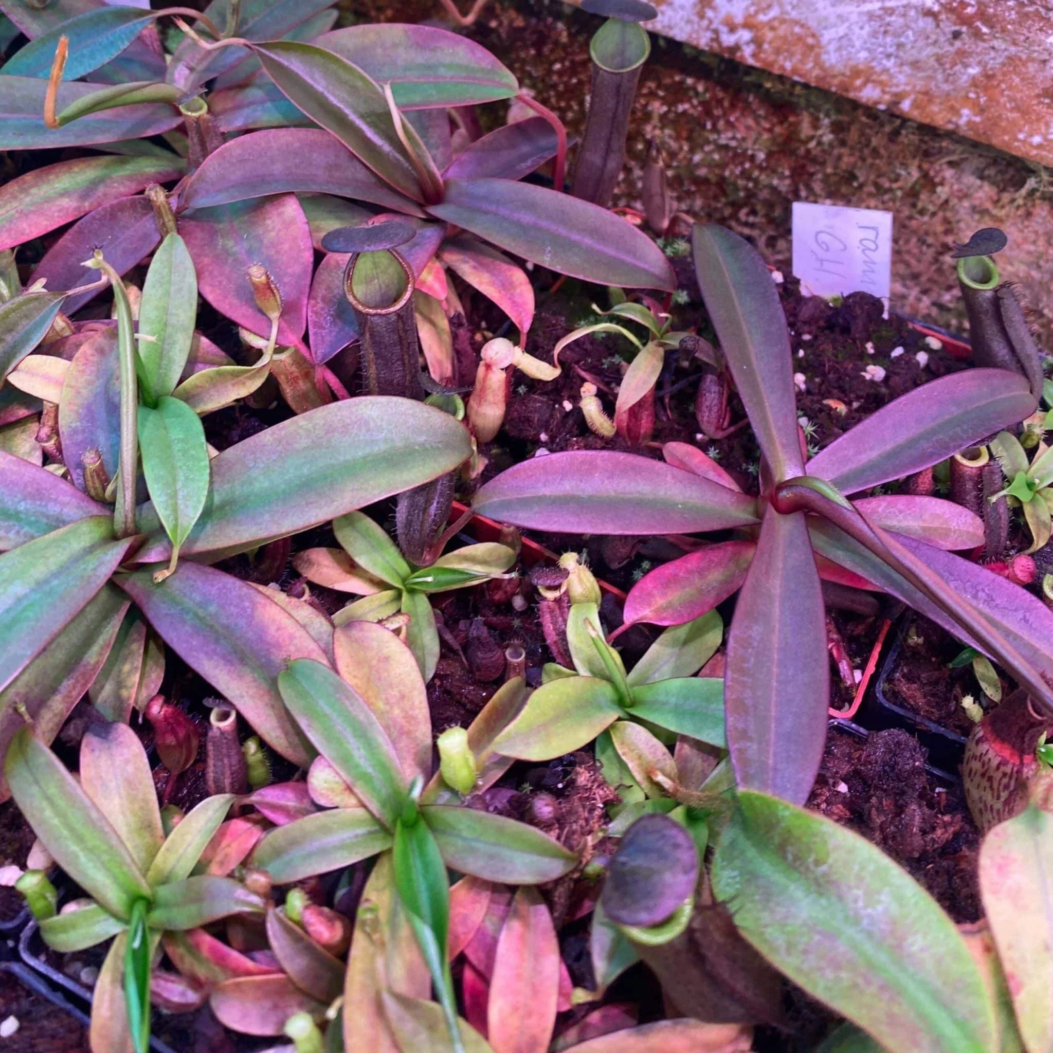 Nepenthes ramispina, Genting Highlands, 8-10 cm 大森食虫植物農園