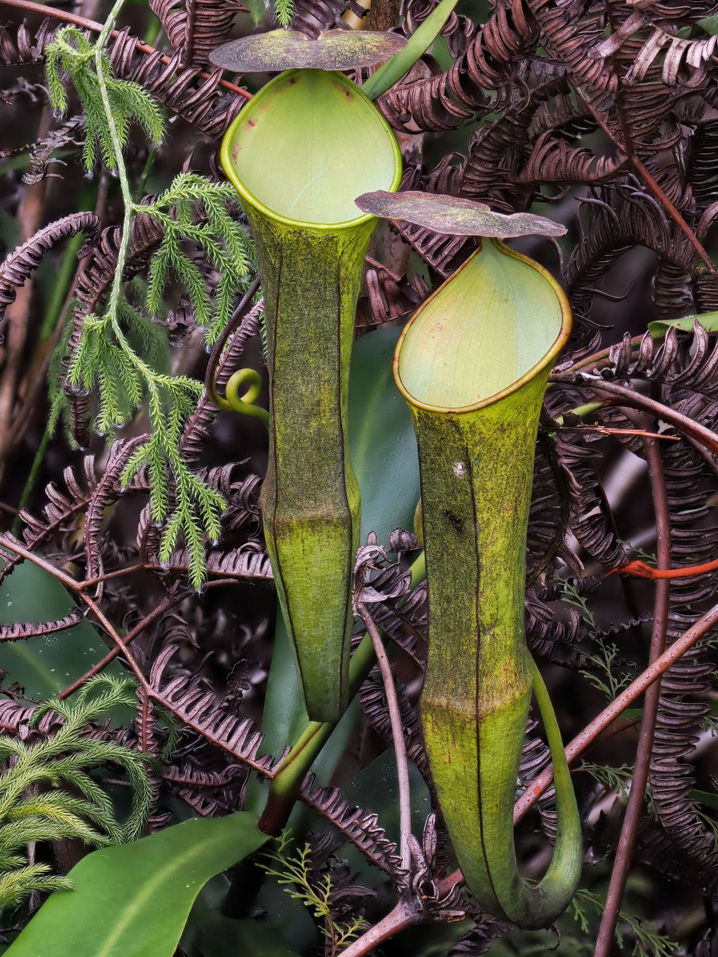 Nepenthes ramispina (Gunung Ulu Kali) 大森食虫植物農園