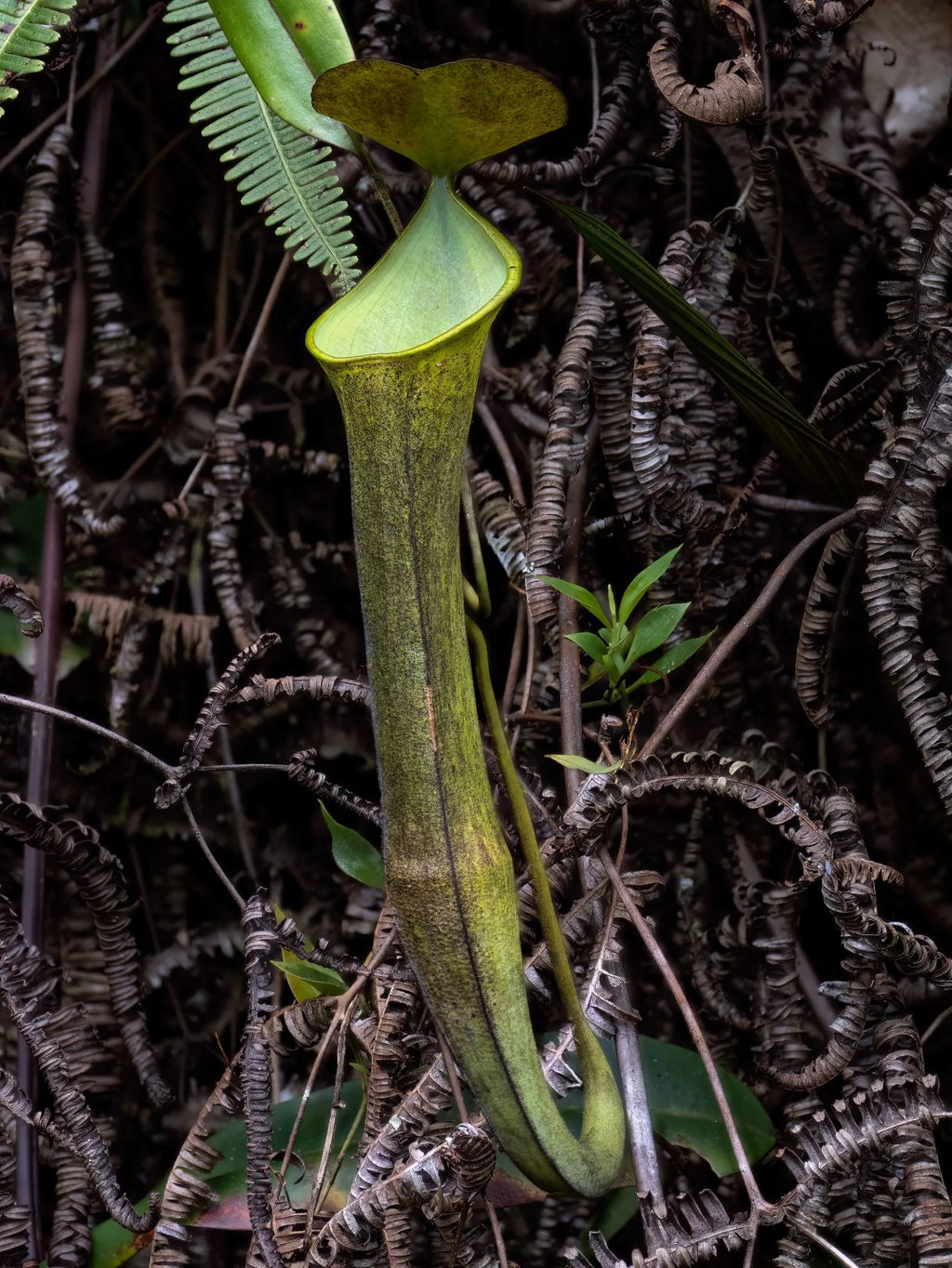 Nepenthes ramispina (Gunung Ulu Kali) 大森食虫植物農園