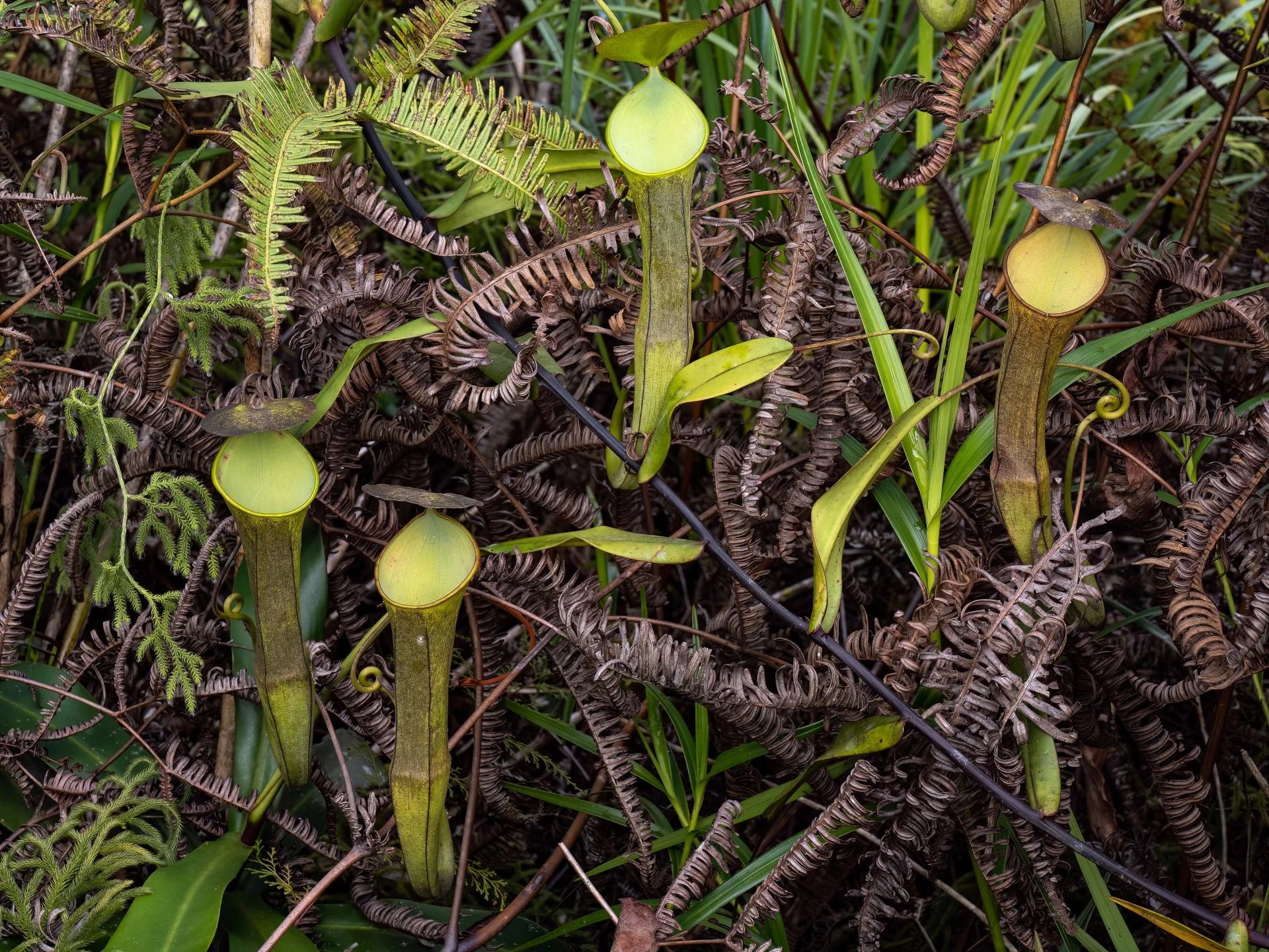 Nepenthes ramispina (Gunung Ulu Kali) 大森食虫植物農園