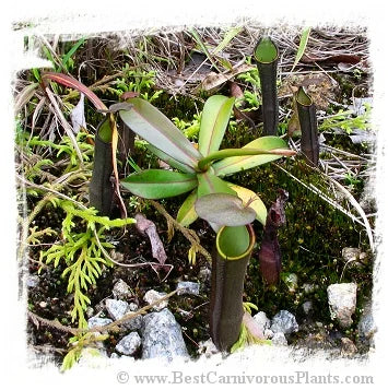 Nepenthes ramispina {mix of clones, Genting Highlands, Malaysia} [BCP ID# N2124-00,30,36 ] / 1株の苗, 5-12 cm 大森食虫植物農園