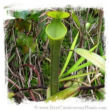 Nepenthes ramispina {mix of clones, Genting Highlands, Malaysia} [BCP ID# N2124-00,30,36 ] / 1株の苗, 5-12 cm 大森食虫植物農園