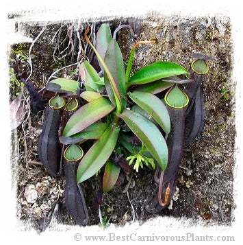 Nepenthes ramispina {mix of clones, Genting Highlands, Malaysia} [BCP ID# N2124-00,30,36 ] / 1株の苗, 5-12 cm 大森食虫植物農園