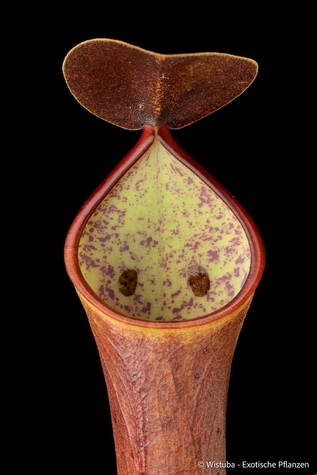 Nepenthes reinwardtiana (Silam, Borneo) 大森食虫植物農園