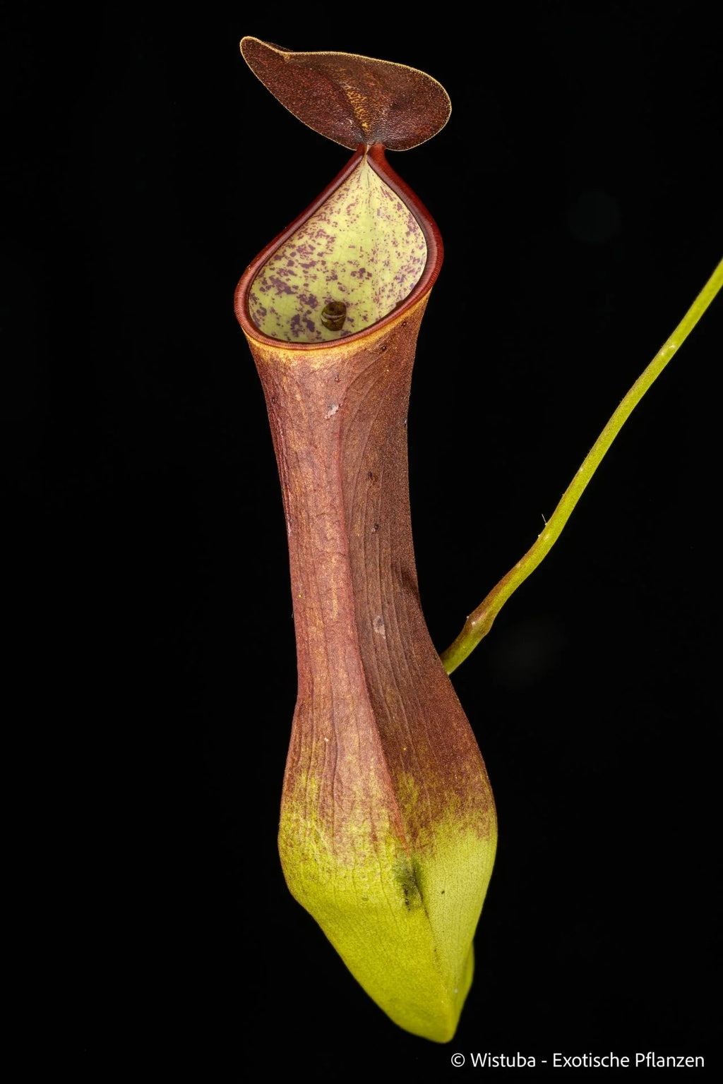Nepenthes reinwardtiana (Silam, Borneo) 大森食虫植物農園