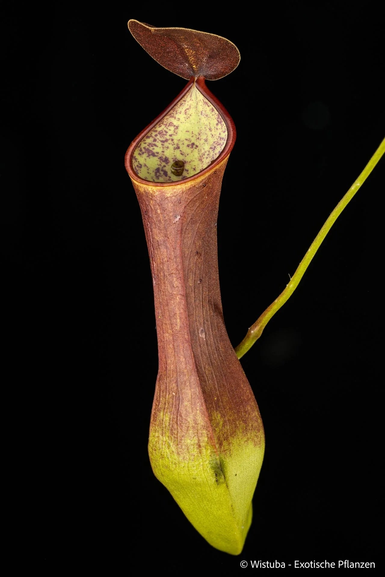 Nepenthes reinwardtiana (Silam, Borneo) 大森食虫植物農園