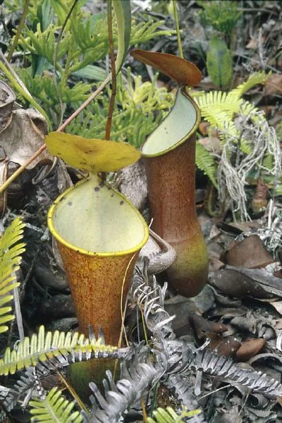 Nepenthes reinwardtiana (Silam, Borneo) 大森食虫植物農園