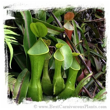 Nepenthes reinwardtiana {lowland} [BCP ID# N313, N2286] / 2株の苗, サイズ 3-6 cm 大森食虫植物農園