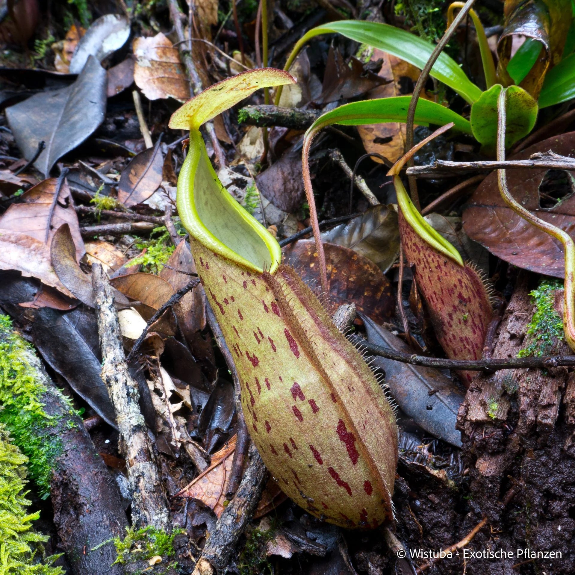 Nepenthes rhombicaulis (Giant, Malindang) 大森食虫植物農園
