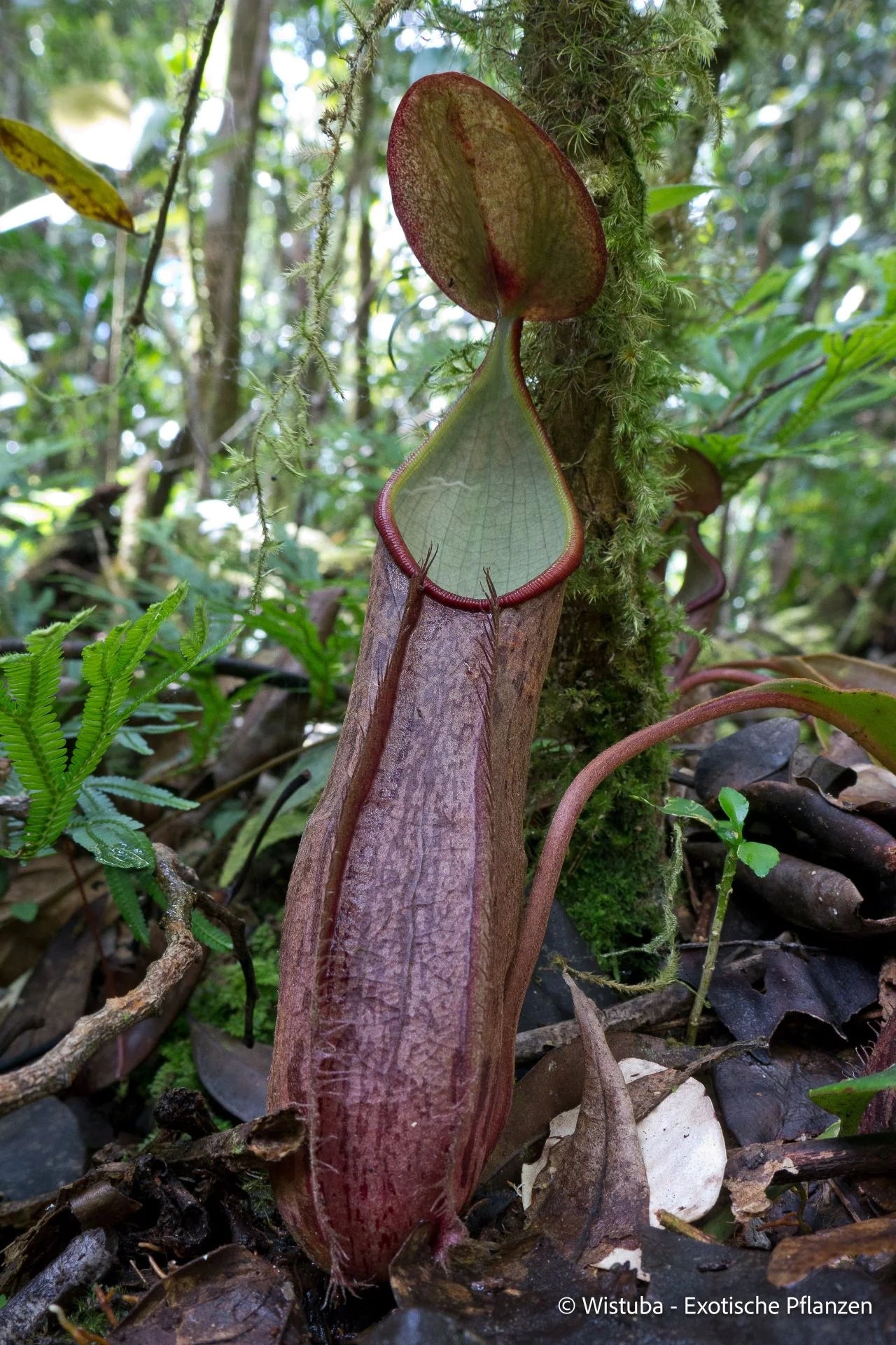 Nepenthes rhombicaulis (Gunung Pangulubao) 大森食虫植物農園