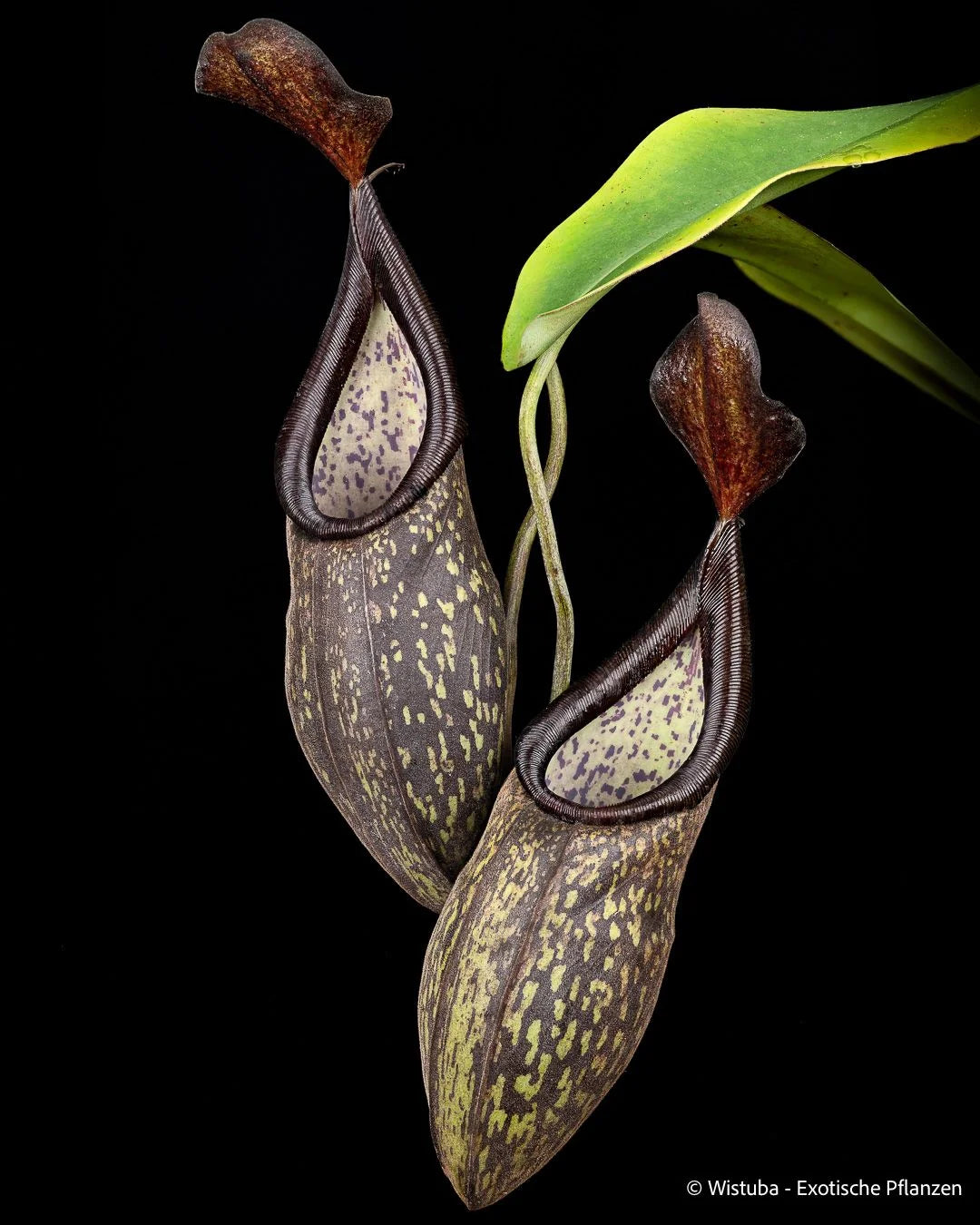 Nepenthes rigidifolia (Sumatra) 大森食虫植物農園