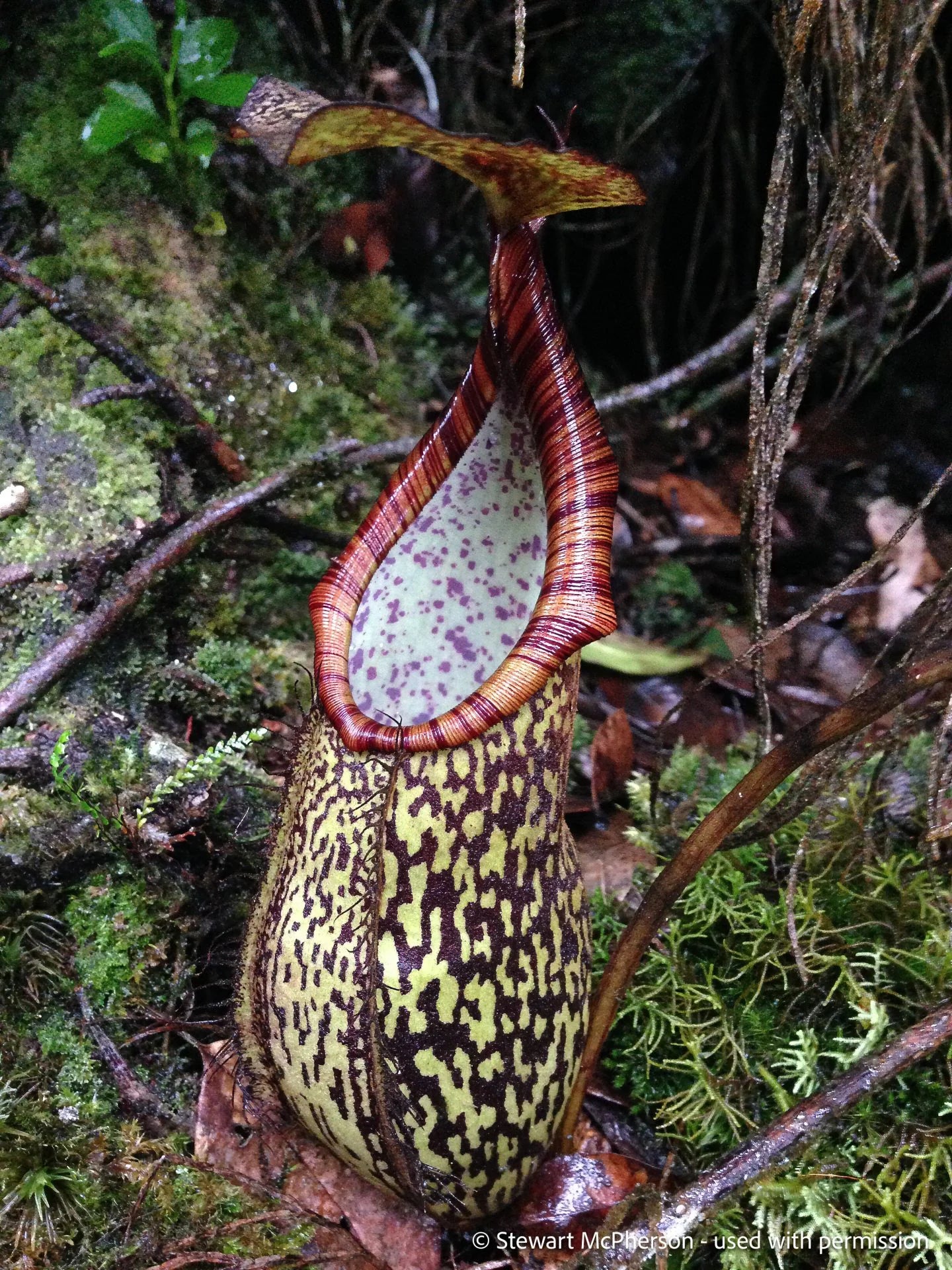 Nepenthes rigidifolia x spectabilis (Sumatra) 大森食虫植物農園